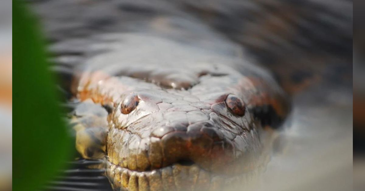 Presenter TV Temukan Anaconda Raksasa di Hutan Amazon, Beratnya 5 Ton dan Dinobatkan Jadi Ular Terbesar di Dunia