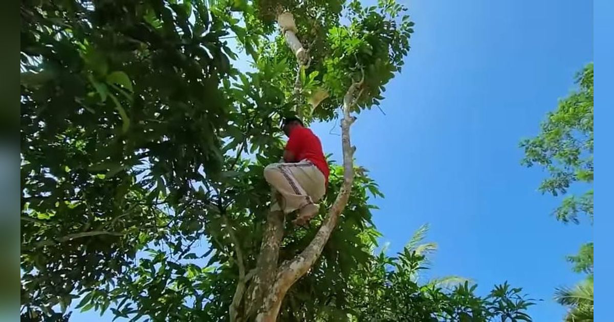 Sambil Nunggu Padi Kering, Ayah Lesti Kejora Petik Buah Duku Ketahuan Mertua Langsung Lari Terbirit-birit