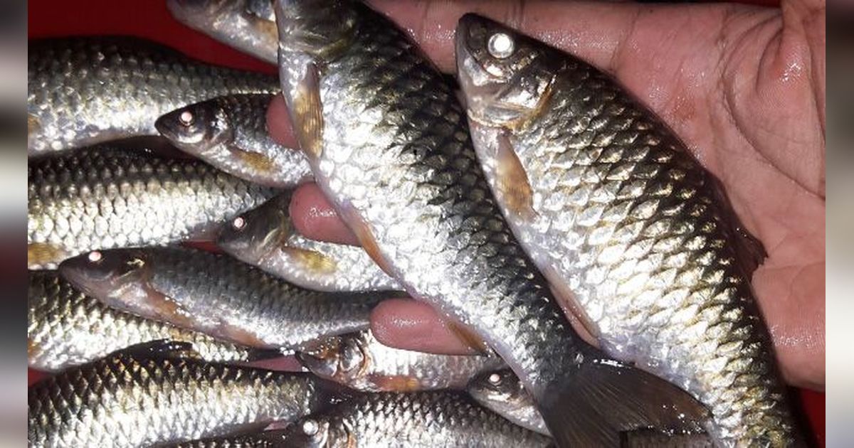 7 Manfaat Ikan Wader bagi Kesehatan, Makanan Tinggi Protein yang Baik untuk Otak