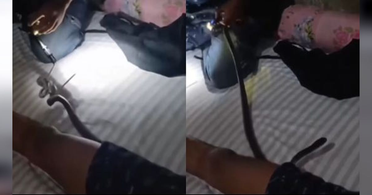 Detik-Detik Menegangkan Petugas Evakuasi Ular Kobra Masuk Celana Pria yang Sedang Tidur, Bikin Deg-degan!