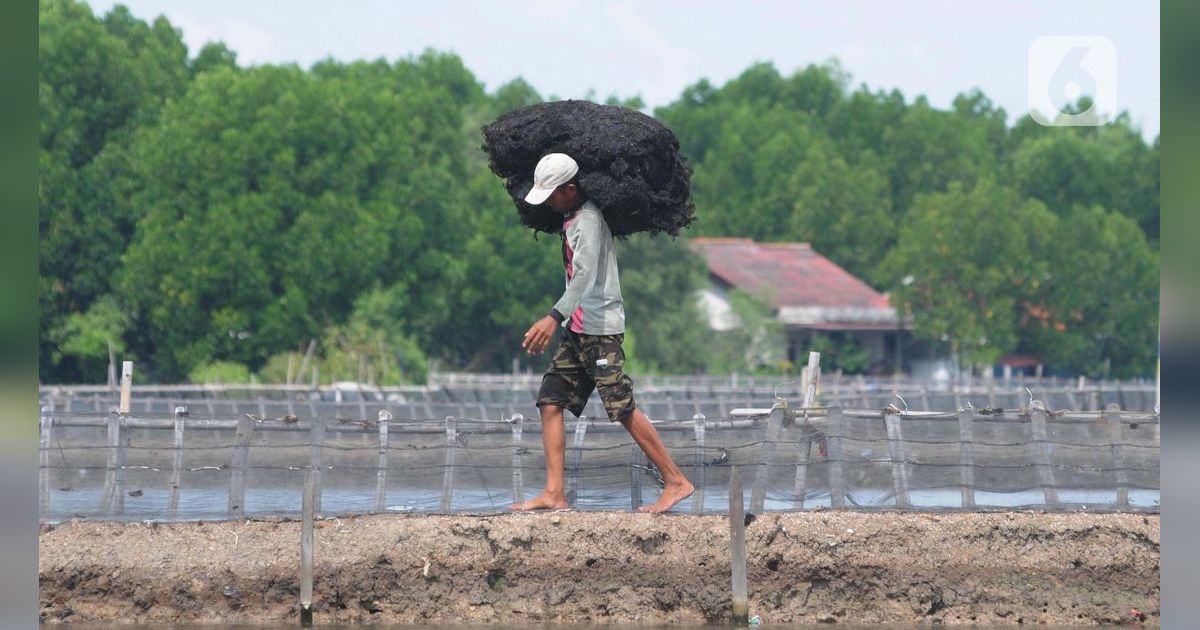 Potensi Pasar Olahan Rumput Laut Tembus Rp193 Triliun, Kemenperin: Industri Harus Lebih Adaptif