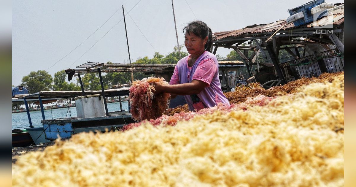 Pemerintah Siapkan Program Restruktursasi Mesin untuk Industri Pengolahan Rumput Laut Dalam Negeri