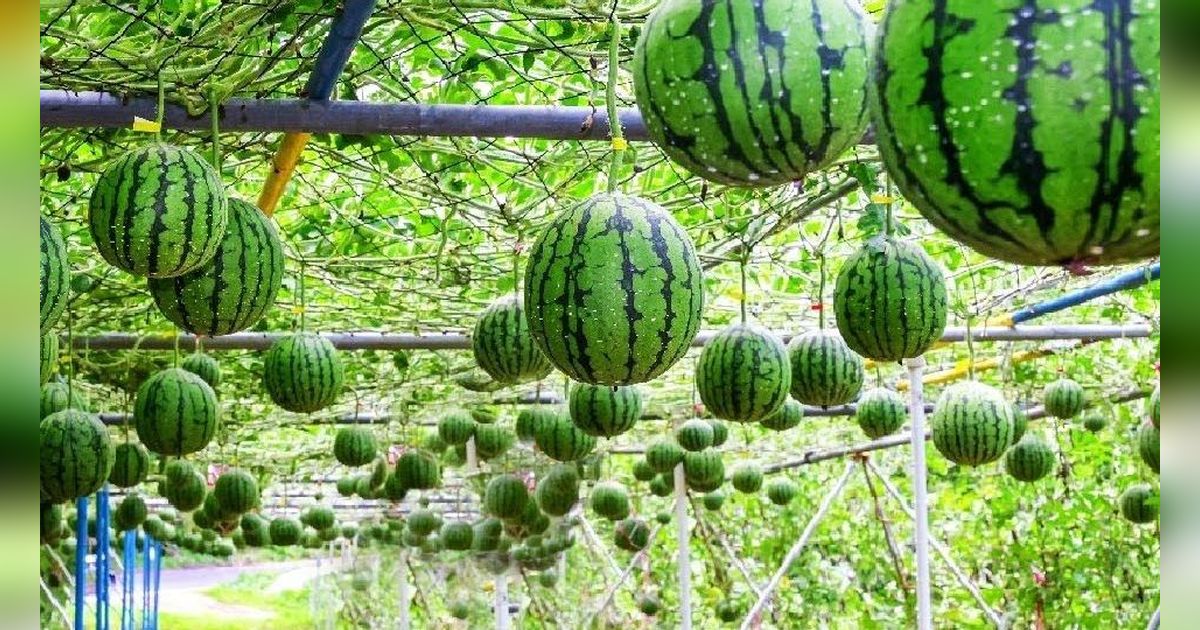 Melihat Budidaya Melon di Desa Kedungpoh Gunungkidul, Untung Jutaan Rupiah Sekali Panen