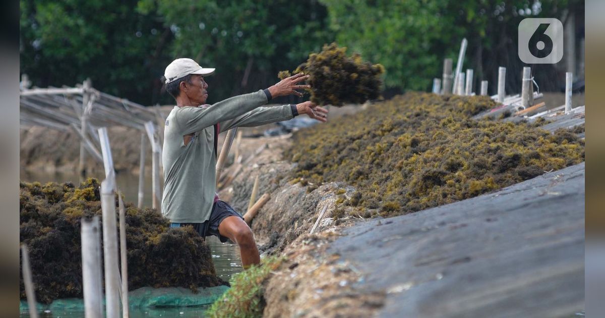 Kemenperin Pasang Target Transaksi Rp15 Miliar dari Rumput Laut, Begini Caranya