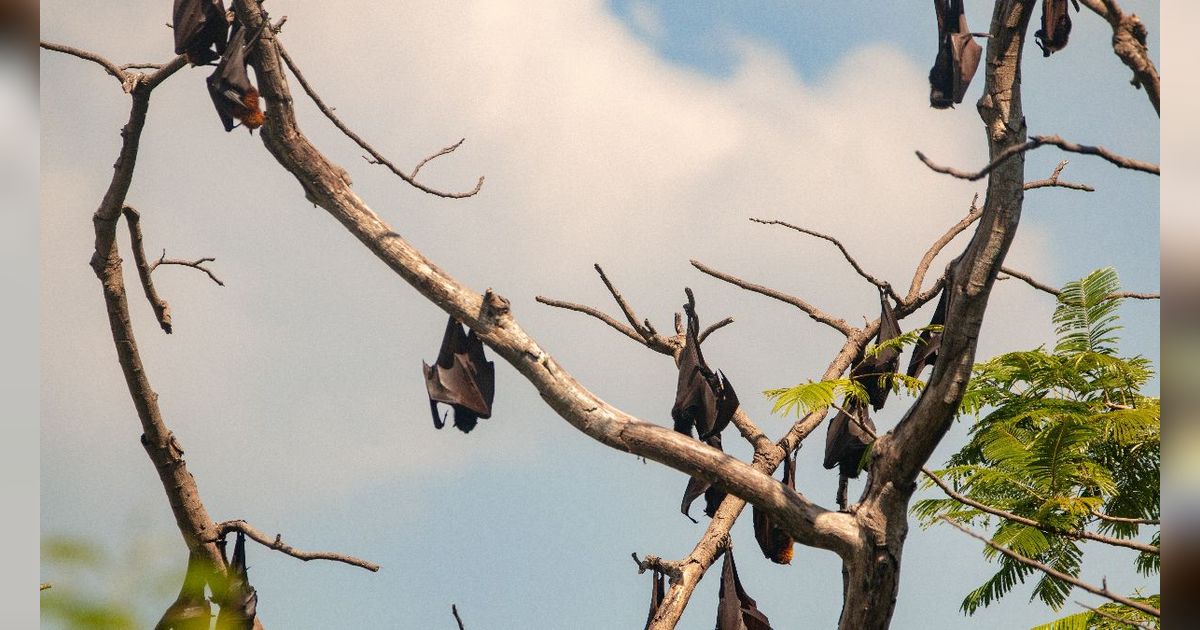 Tak Hanya Beruang, Deretan Hewan Ini Ternyata Juga Lakukan Hibernasi