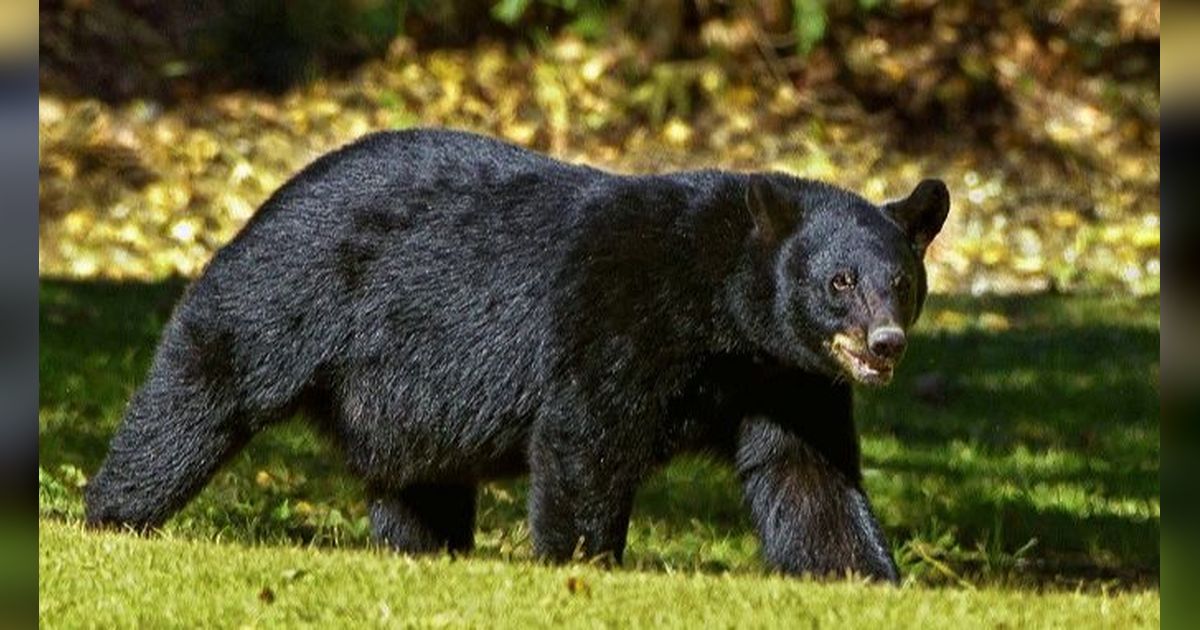10 Hewan Mandiri, Tak Suka Berkelompok dan Lebih Senang Hidup Sendirian