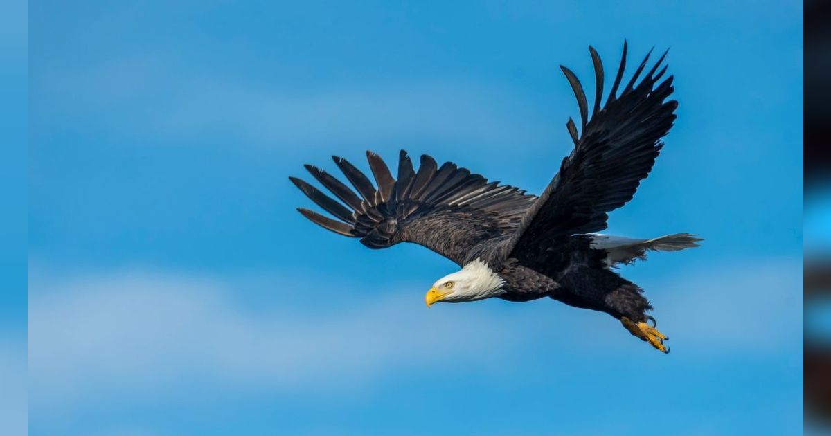 7 Burung Paling Mematikan di Dunia, Jangan Pernah Anggap Remeh Kehadirannya