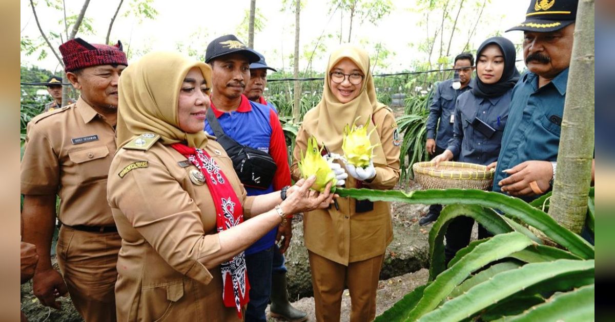 Memiliki Rasa yang Unik, Buah Naga Kuning Banyuwangi Banyak Diburu