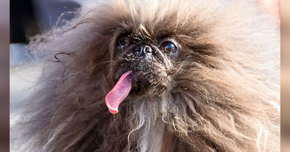 FOTO: Ketika Anjing Berkompetisi Jadi yang Paling Jelek di Dunia, Ini Tampang Pemenangnya