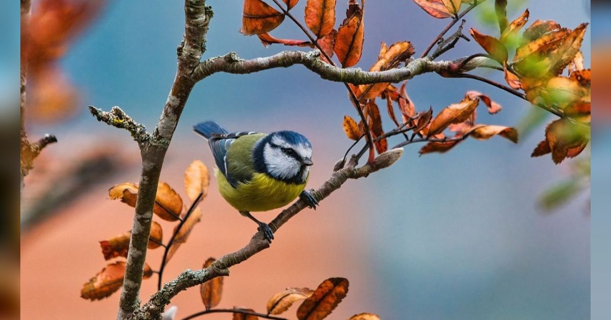 Unik, 15 Burung Ini Bertelur dengan Warna Biru