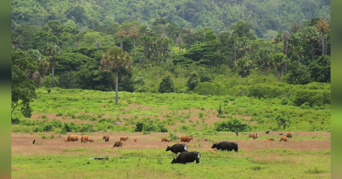 Menyusuri Desa Terluas di Pulau Jawa, Ini Sederet Keistimewaannya