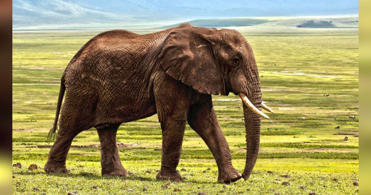 12 Hewan yang Memiliki Telinga Besar dan Lebar di Dunia, Bukan Cuma Gajah