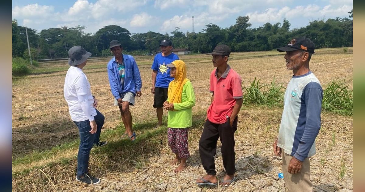 Penyebab Nilai Tukar Petani di Mei 2024 Turun