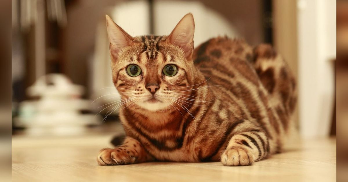 7 Fakta Kucing yang Jarang Diketahui, Mendengkur hingga Mampu Merasakan Emosi Manusia