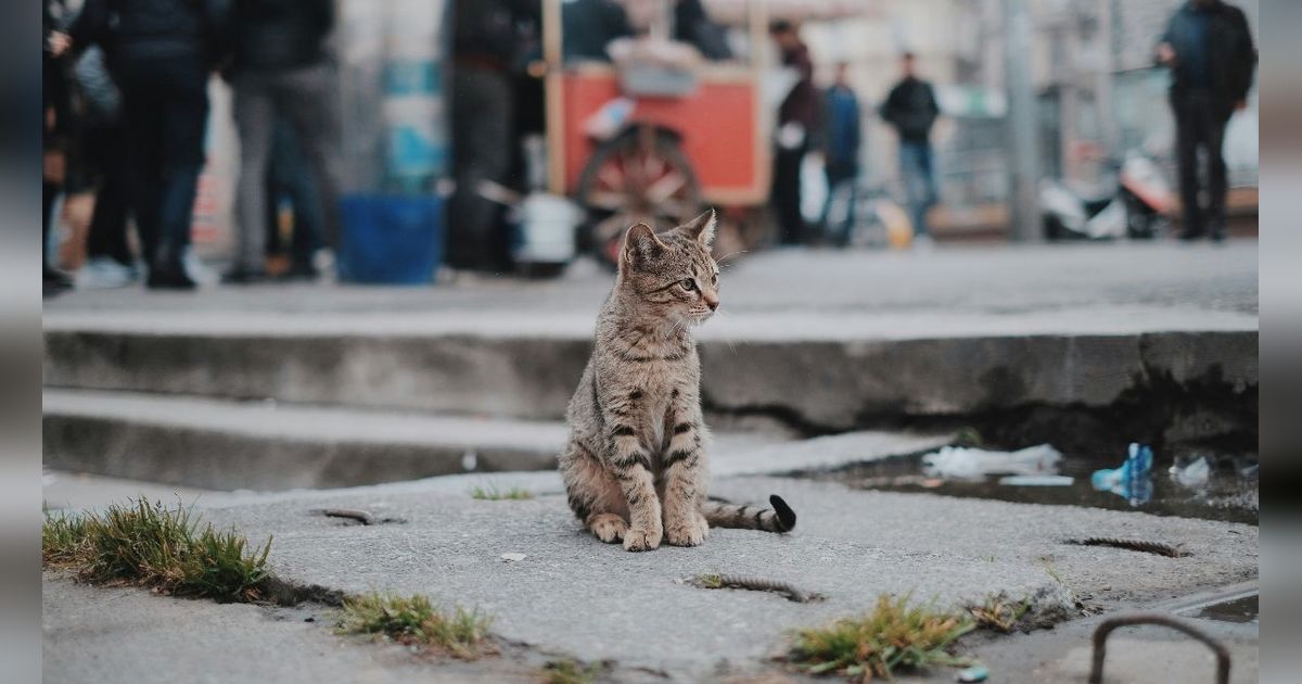 Anabul Kamu Kabur? Inilah Bacaan Doa Kucing Hilang yang Bisa Diamalkan, Insya Allah Segera Ketemu