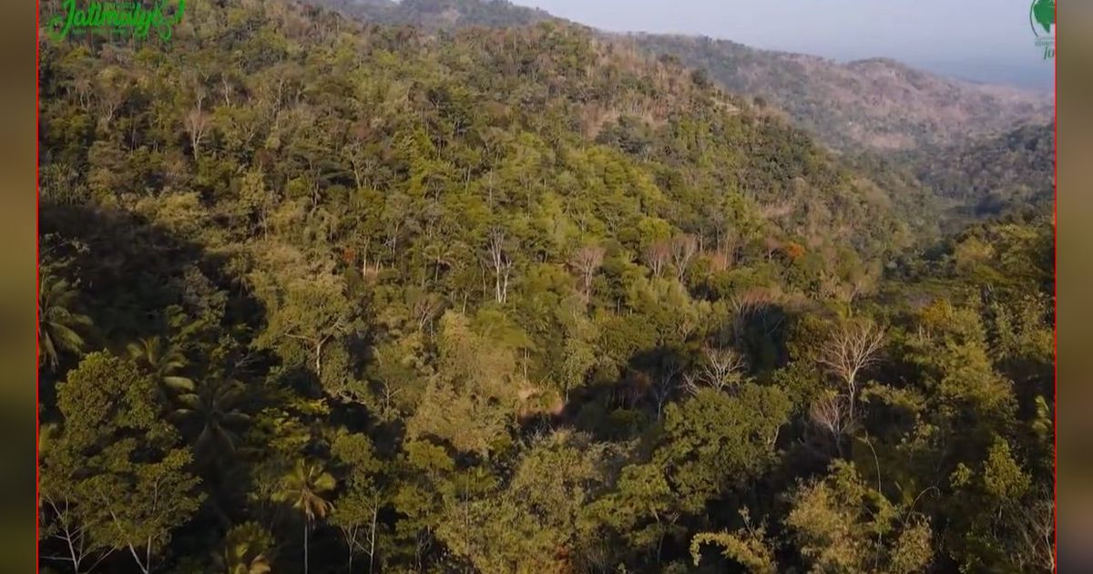 Desa di Kulon Progo Ini Jadi Wilayah Konservasi yang Dikelola secara Mandiri, Dihuni hingga 105 Jenis Burung
