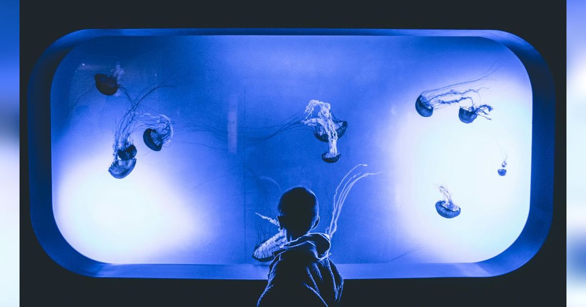 8 Model Design Akuarium Mini di Kamar agar Ruangan Lebih Hidup