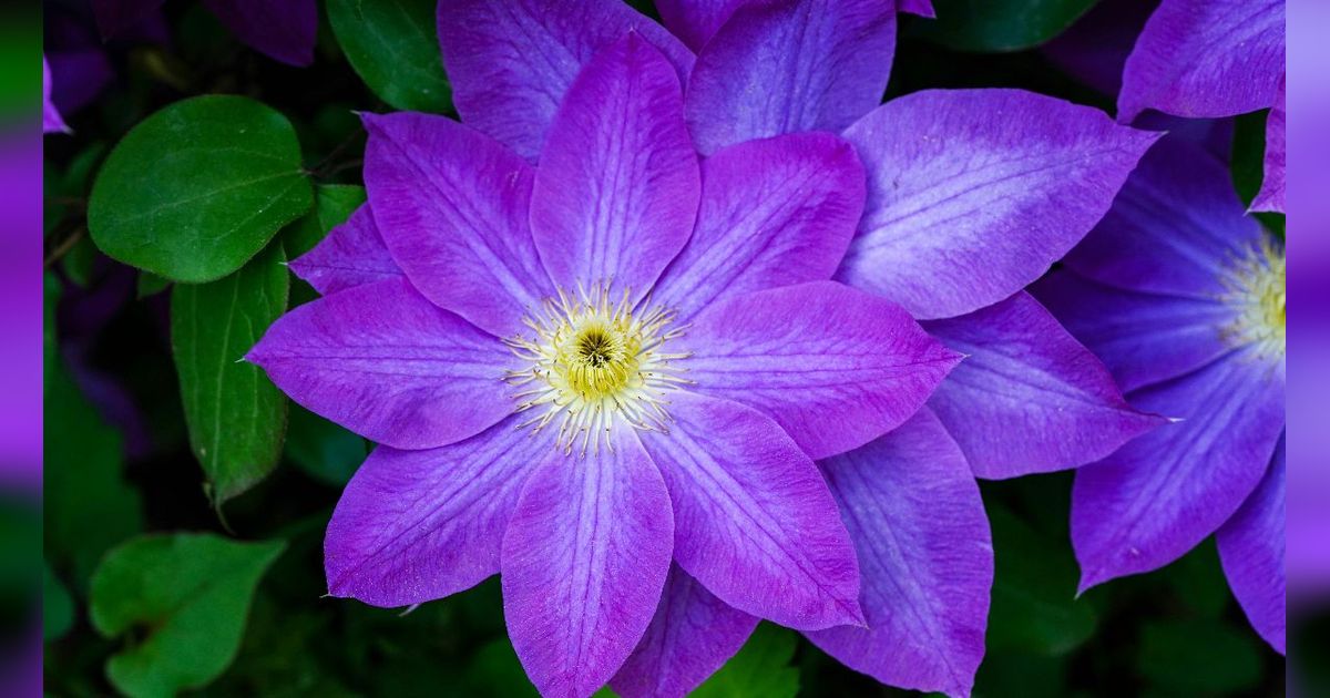 11 Bunga yang Melambangkan Kebijaksanaan, Cocok untuk Kado Atasan Baru