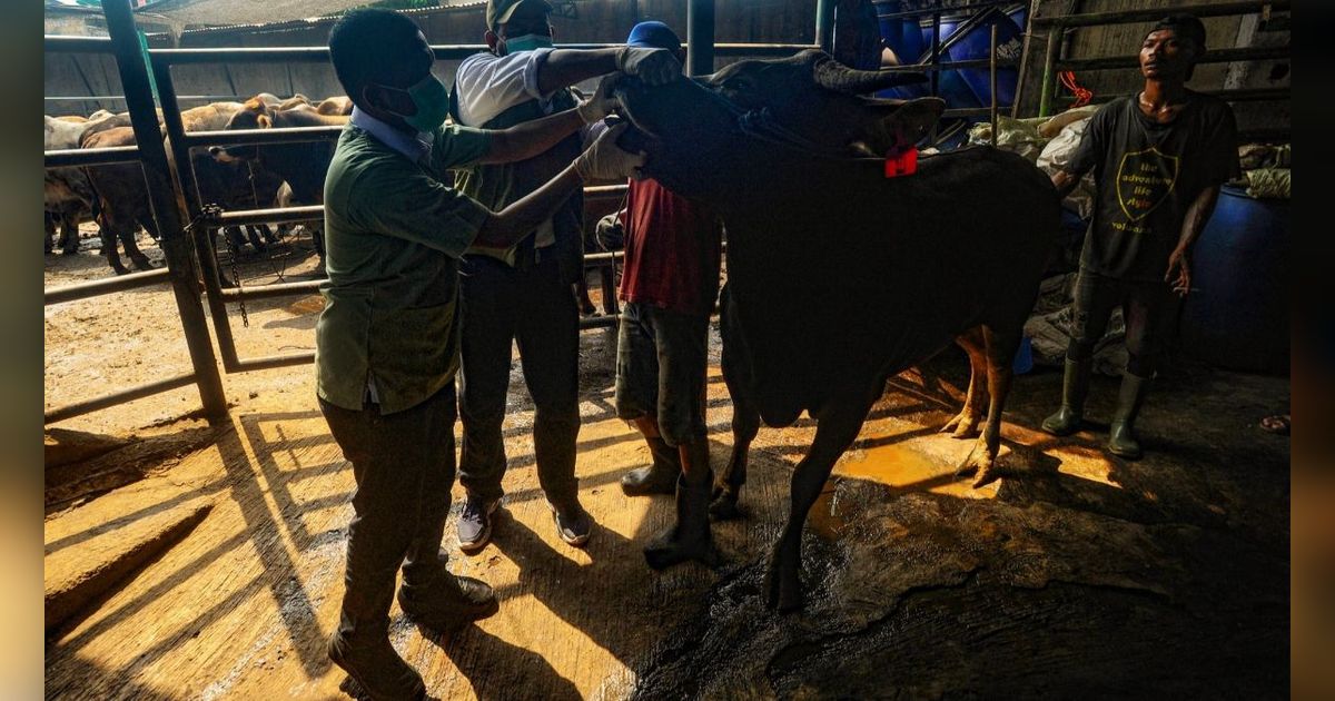 FOTO: Menjelang Hari Raya Iduladha 2024, Dokter Hewan dan DKP3 Kota Depok Cek Kesehatan Hewan Kurban