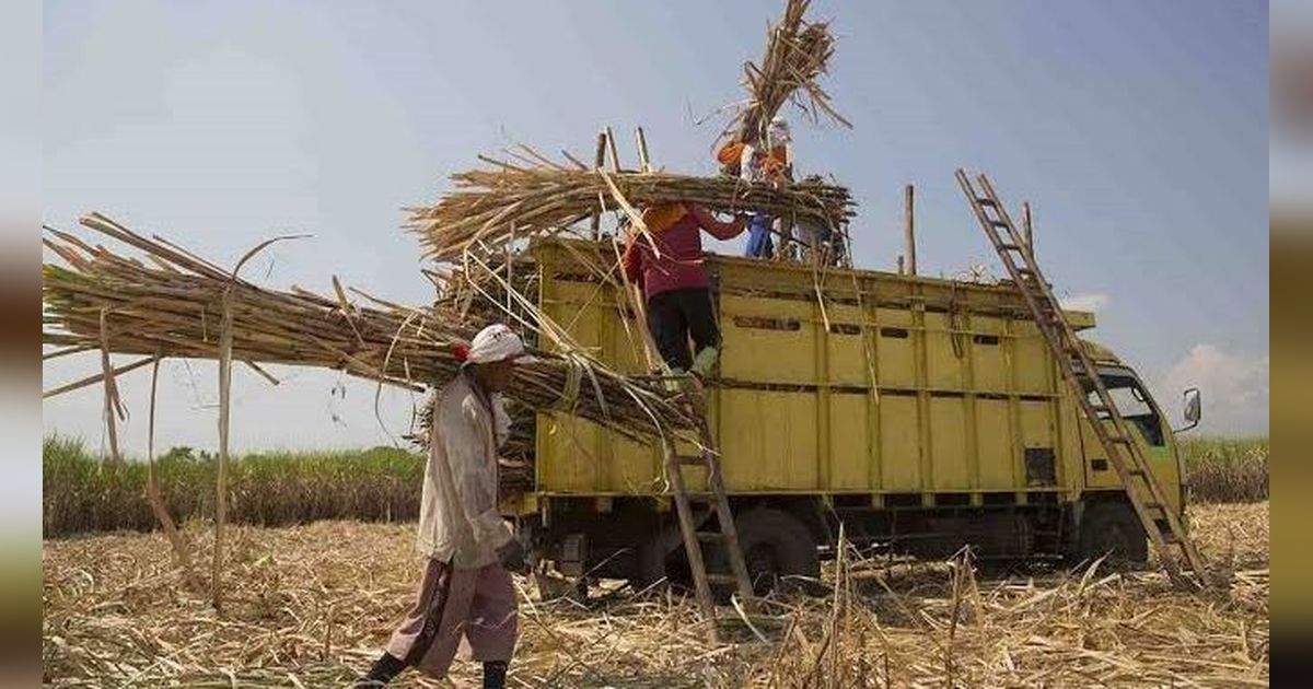 Dapat Tugas Jaga Stabilitas Pangan, Dirut PTPN: Produktivitas Tebu Meningkat Jadi 8 Ton Gula per Hektare