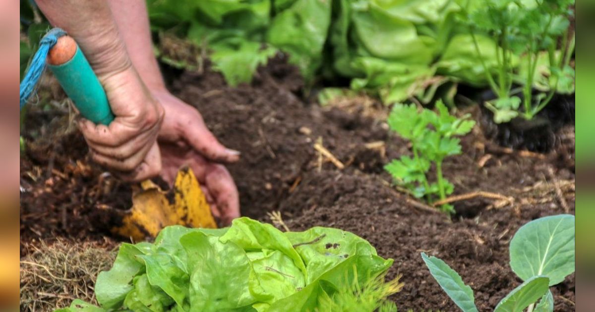 Buka Lahan Butuh Biaya, Transmigrasi Muda Asal Pacitan Ini Pantang Menyerah Kini Hasilnya Memuaskan
