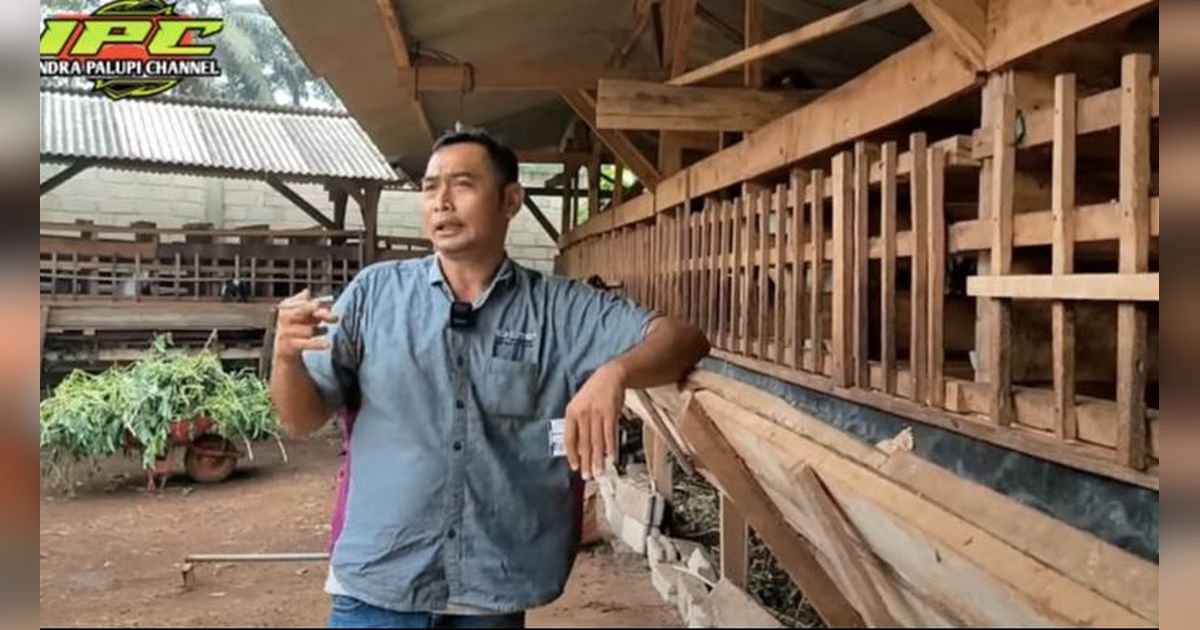 Dulu Bisnis Lada Hancur, Pria Ini Kini Beternak Kambing Sukses Bisa Beli Tanah dan Lunasi Utang