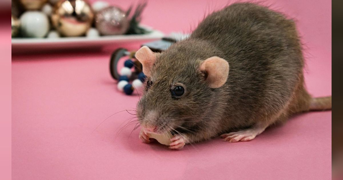 Cara Ampuh Mengusir Tikus dari Rumah Hanya dengan Bahan-bahan Dapur