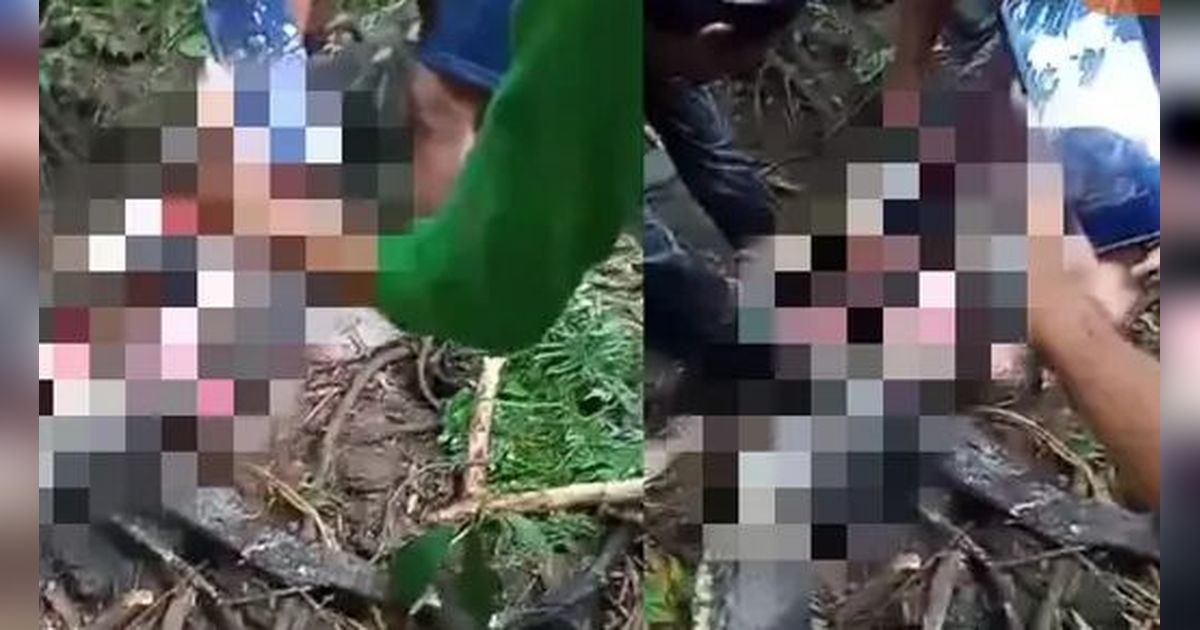 Detik-Detik Wanita di Sidrap Ditelan Hidup-Hidup Ular Piton Raksasa, Begini Kronologi Lengkapnya