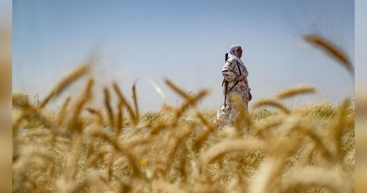 FOTO: Sangar! Perempuan di Suriah Ini Jaga Ladang Gandum Sambil Bawa Senapan Serbu