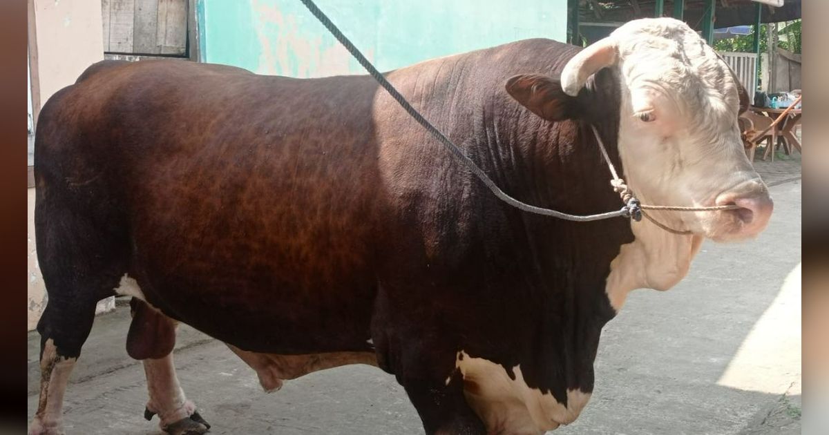 Si Bule, Sapi Kurban Pilihan Jokowi Berbobot 1,1 Ton untuk Warga Palembang