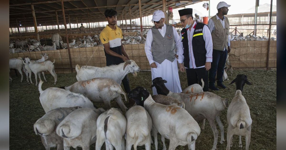 Jemaah Haji Boleh Bayar Dam dengan Kambing hingga Unta, Begini Syaratnya