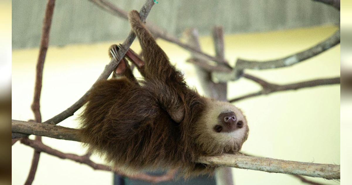 Berbeda dengan Beruang, Inilah Hewan-Hewan dengan Durasi Hibernasi Terlama di Dunia