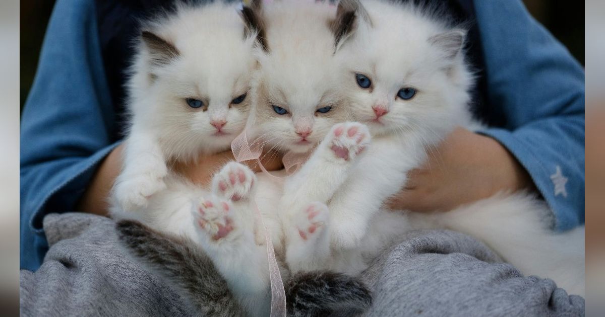 10 Jenis Kucing Tercantik di Dunia Versi A-Z Animals, Adakah Anabul Kesayanganmu di Sini?