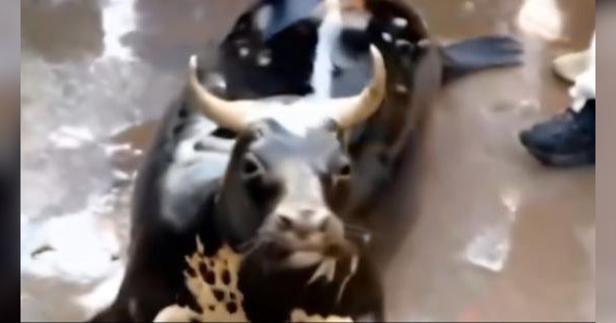 Viral! Video Penampakan Makhluk Nyeleneh Kepalanya Sapi Tubuhnya Singa Laut, Netizen: 'Jangan Sampai Dishare ke Grup WA Keluarga'