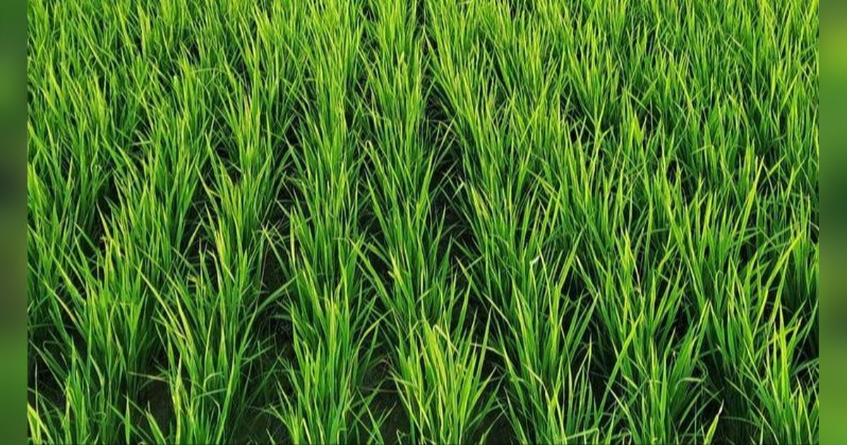 Pasangan Lansia Tinggal di Rumah Mewah di Tengah Sawah, Begini Cara Mengangkut Bahan Bangunannya