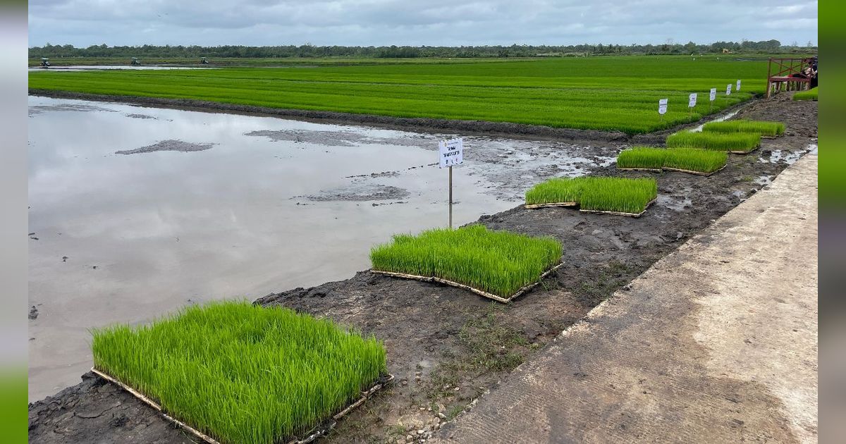 Pupuk Indonesia dan Bulog Kolaborasi Serap Hasil Petani Program Makmur