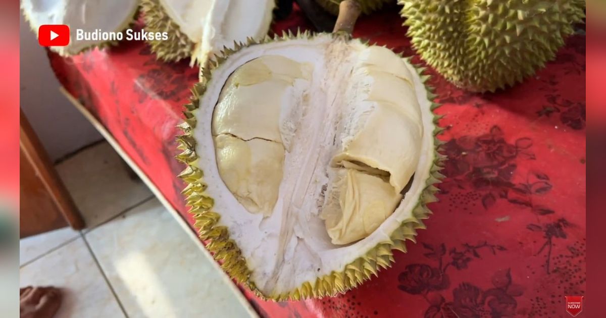 Mencicipi Si Kasmin Durian Premium Asli Pasuruan, Beratnya Capai 5 Kilogram dan Rasanya Sangat Manis