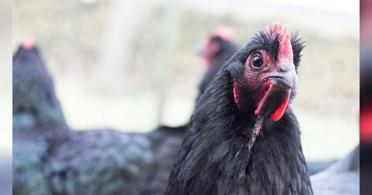 Mitos Ayam Hitam dan Keunikannya, Diyakini Punya Kekuatan Magis