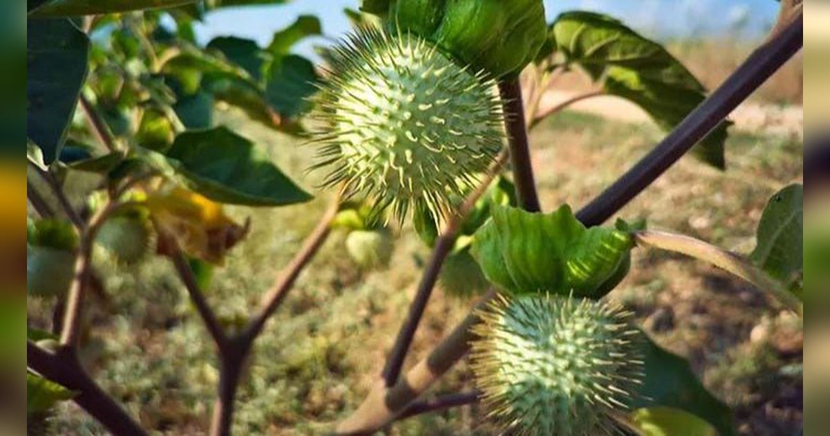 Viral 44 Orang di Banjarmasin Mabuk Kecubung sampai Masuk RSJ