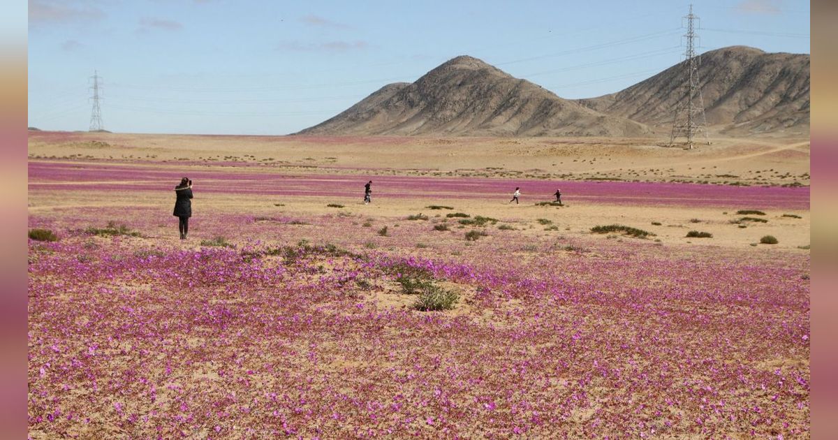 FOTO: Aneh tapi Nyata! Gurun Paling Tandus di Muka Bumi Kini Dipenuhi Bunga Bermekaran