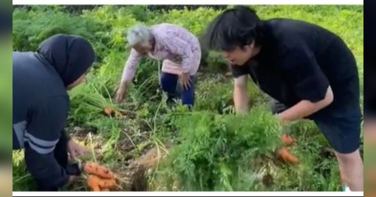 Momen Seru Mahasiswa KKN Beli Wortel Cabut Sendiri di Kebun, Satu Kilogram Cuma Rp5.000