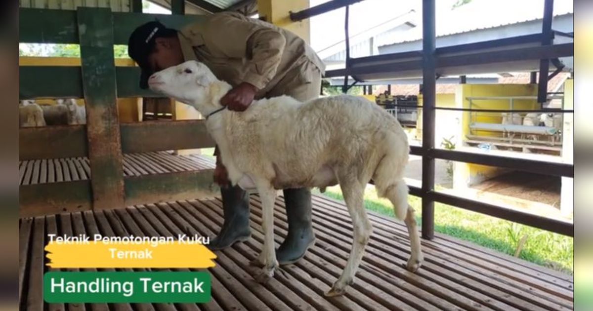 Potret Unik Domba Sapudi Asal Sumenep, Ekornya Melengkung