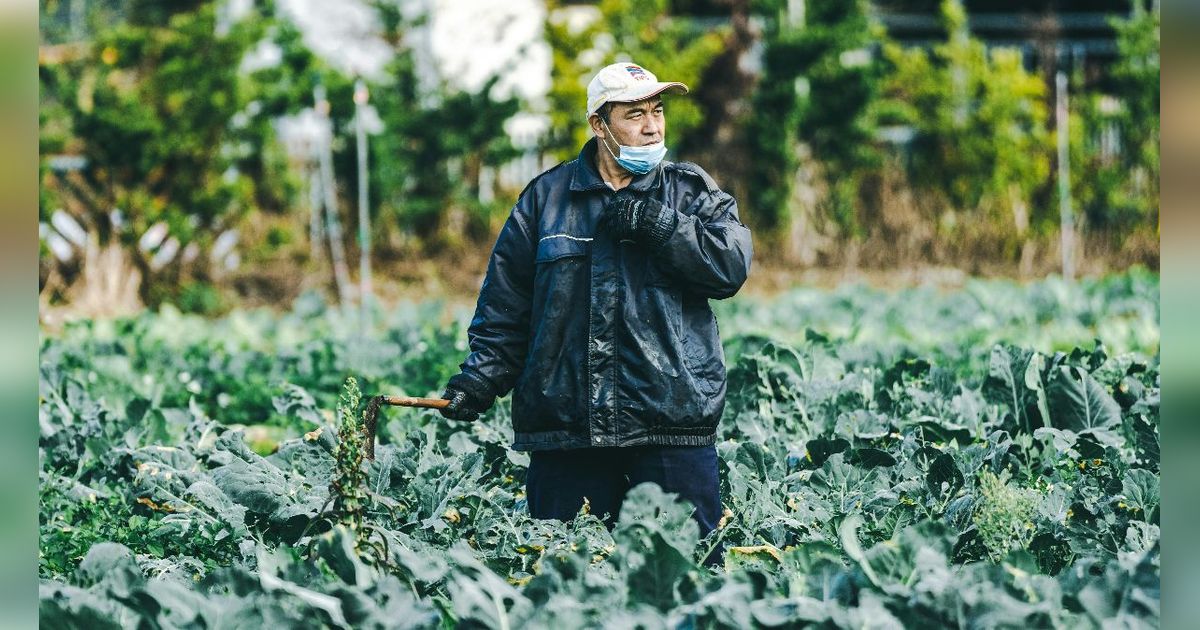 Cara Menanam Kale dari Biji, Dijamin Cepat Panen