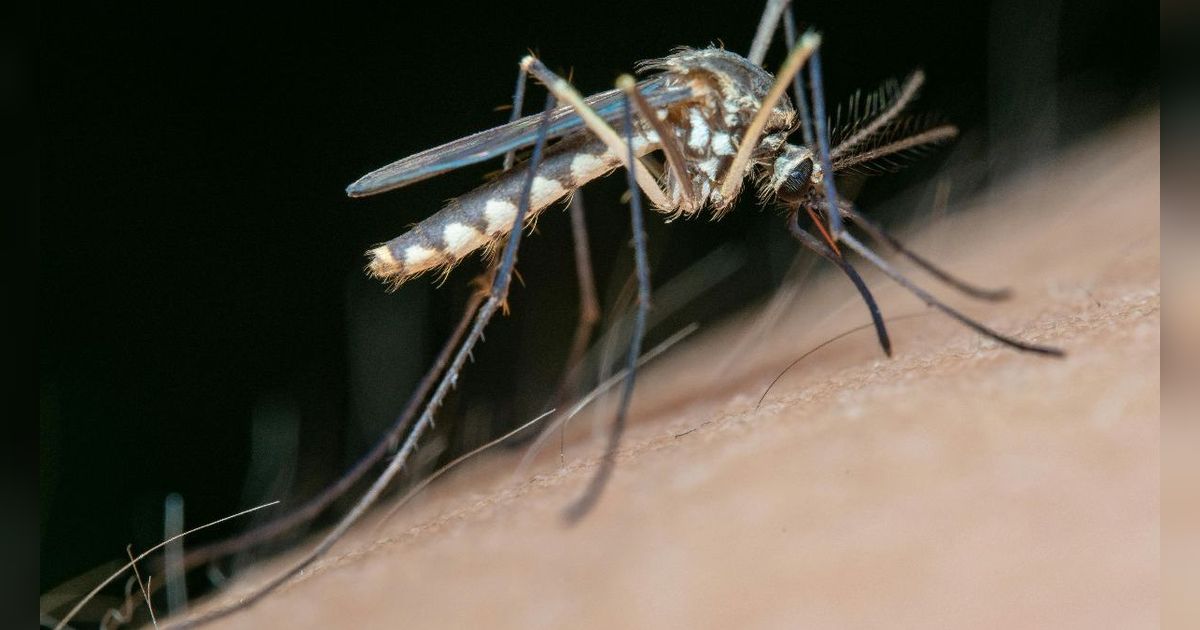 Israel Dilanda Wabah Virus West Nile, 440 Tertular dan 32 Orang Meninggal