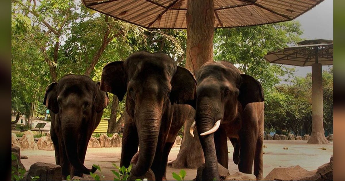 Kebun Binatang Pertama Indonesia ada di Jakarta, Dulu Dilengkapi Bioskop sampai Kolam Renang