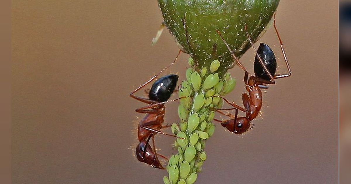 Menakjubkan, Semut Bisa Obati Cedera Kaki Sesama Mereka seperti Manusia, Begini Caranya