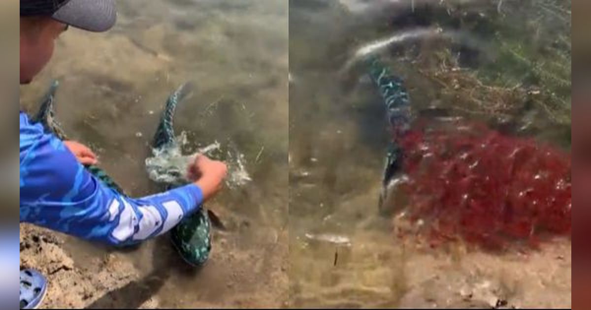 Aksi Pemancing Rela Lepaskan Tangkapannya Karena Melihat Anak Ikan Ini Bikin Netizen Salut!