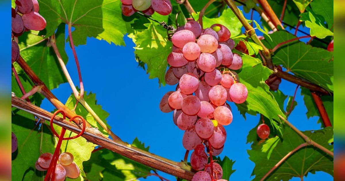 8 Manfaat Buah Anggur untuk Ibu Hamil, Efektif Cegah dan Atasi Sembelit