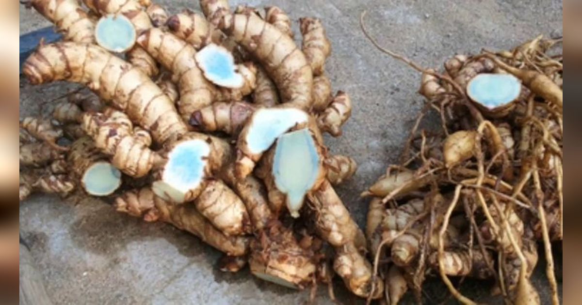 6 Resep Jamu Herbal Rebus yang Secara Alami Dapat Turunkan Kolesterol, Darah Tinggi, dan Asam Urat
