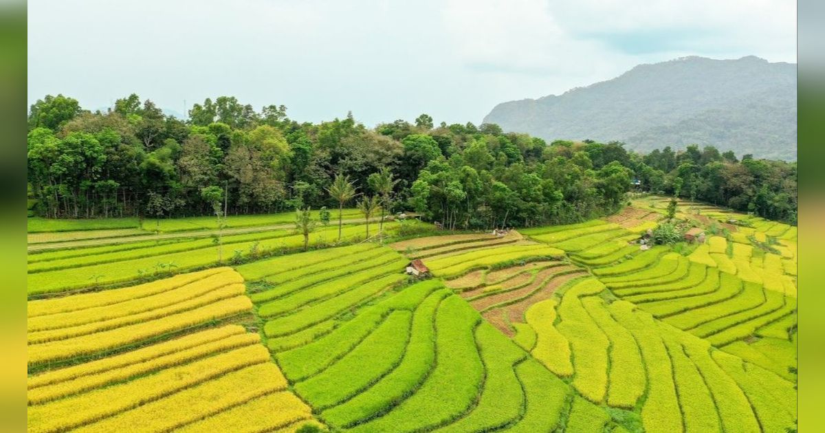 Serunya Bermain Mancik-Mancik, Petak Umpet Ala Anak Minang yang Kini Mulai Dilupakan